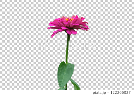 pink zinnia flowers side view pink zinnia flowers side view 122266027