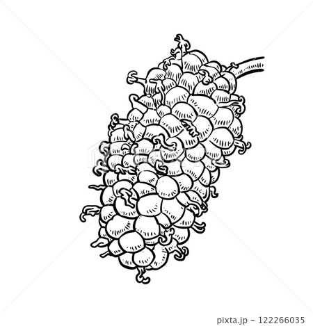Red Mulberries fruit hand drawn  Vectors 122266035