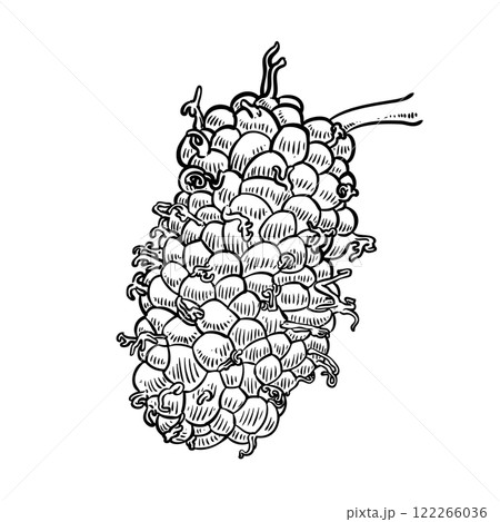 Red Mulberries fruit drawing 122266036