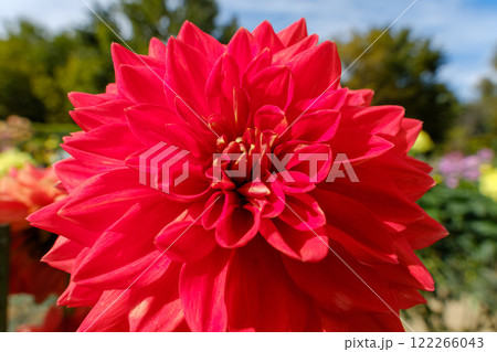 鮮やかな赤いダリアのクローズアップ 鮮やかな赤いダリアのクローズアップ 122266043
