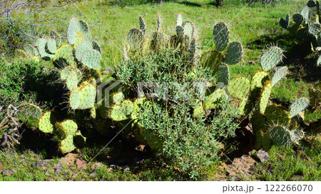 Prickly Pear Cactus Sonora Desert Arizona 122266070