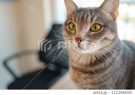 Cat sitting on a work desk at home, surrounded by work essentials, in a calm and cozy atmosphere. Perfect indoor scene showing the harmony of work and relaxation. 122266609
