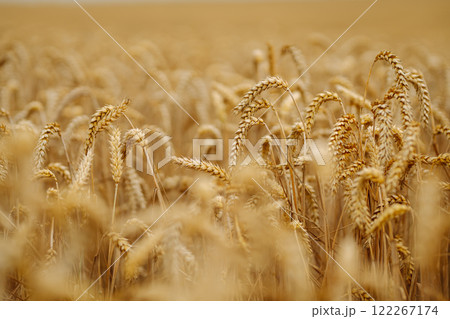 Close-up of ripe golden wheat in agricultural field. Harvest growth. Business concept, agriculture. Close-up of ripe golden wheat in agricultural field. Harvest growth. Business concept, agriculture. 122267174
