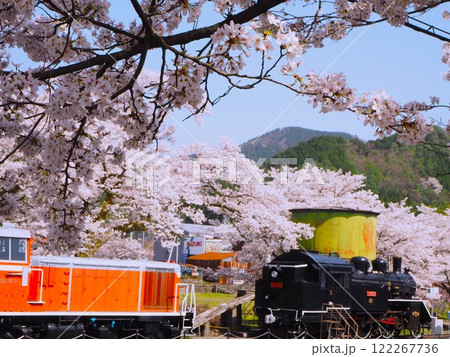 満開の桜と停まっている蒸気機関車 122267736