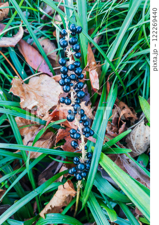 黒々と実ったヤブランの実 122269440