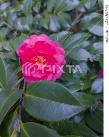 赤いサザンカの花 122269445