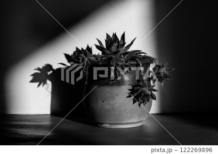 Succulent plant is growing in clay pot in homy interior Black and white floral photography. Cactus plant indoors in a spot of light. Spectrum of light 122269896
