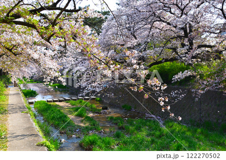 春 桜 夙川河川敷緑地 春 桜 夙川河川敷緑地 122270502
