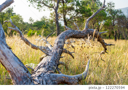 Dried pine tree in a field, public park, Lisi Lake area 122270594