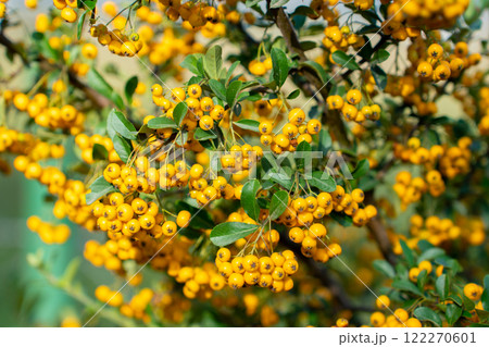 Fire thorn with yellow Pyracantha fruits in autumn Fire thorn with yellow Pyracantha fruits in autumn 122270601