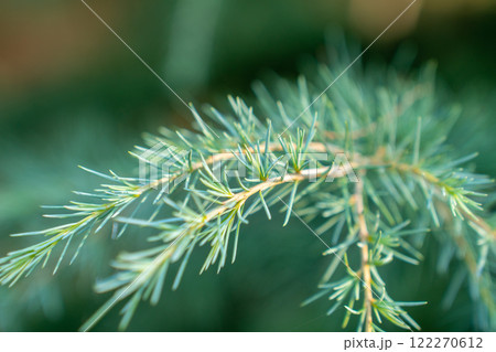 Close-up of a pine branch with a new young shoot. The green needles Close-up of a pine branch with a new young shoot. The green needles 122270612