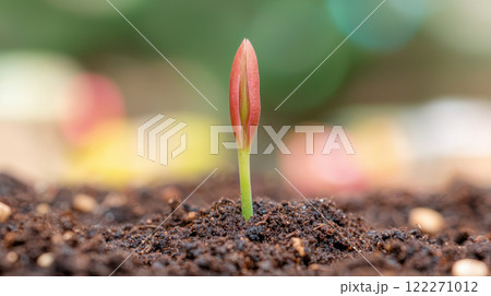 freshly sprouted plant breaking through soil, symbolizing growth and renewal 122271012