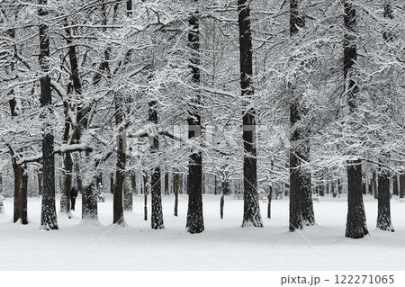 The heavy snowfall in a wild park, winter fairy tale in the forest, snow-covered tree branches, large flakes of snow are slowly falling, nobody, snow storm, blizzard The heavy snowfall in a wild park, winter fairy tale in the forest, snow-covered tree branches, large flakes of snow are slowly falling, nobody, snow storm, blizzard 122271065