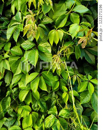 Green leaves of wild grape. Background foliage. Green leaves of wild grape. Background foliage. 122271196