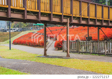 豊田市の大井平公園の風のつり橋とドウダンツツジの風景(愛知県) 豊田市の大井平公園の風のつり橋とドウダンツツジの風景(愛知県) 122271217