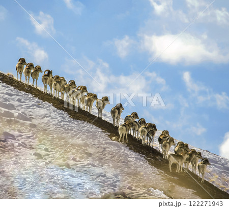 Marco Polo's flock of wild sheep are anxiously looking in the same direction. 122271943