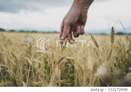 Closeup view of male hand reaching down to gently touch a ripening golden ear of wheat Closeup view of male hand reaching down to gently touch a ripening golden ear of wheat 122272606