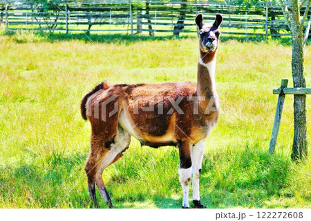 リャマ（ラマ） 122272608