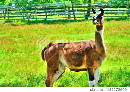 リャマ（ラマ） 122272609