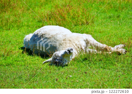 アルパカ 122272610