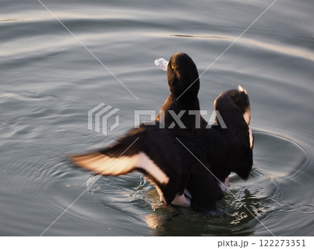 水面で羽ばたくキンクロハジロ、東京都大田区「洗足池」 122273351
