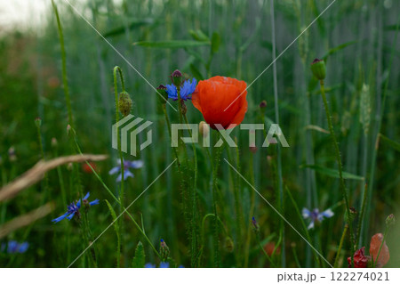 Wild flowers meadow at sunset. Beautiful Red poppies in field Wild flowers meadow at sunset. Beautiful Red poppies in field 122274021