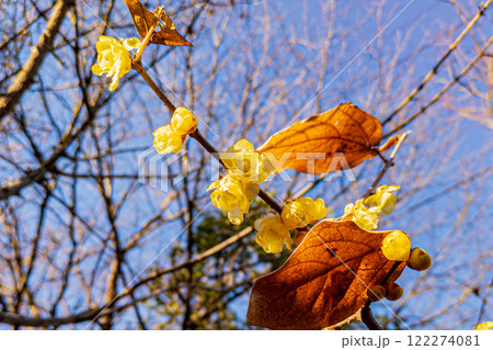 青空に映えるロウバイの黄色い花 青空に映えるロウバイの黄色い花 122274081