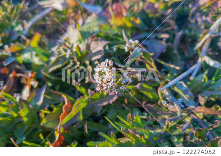 1月早々に開花したナズナの白くて小さい花 1月早々に開花したナズナの白くて小さい花 122274082