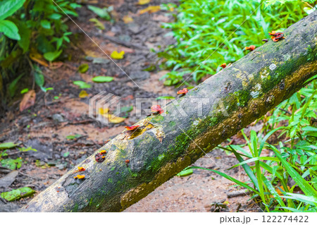 Moss mushrooms fungi lichens on tree natural tropical jungle Brazil. Moss mushrooms fungi lichens on tree natural tropical jungle Brazil. 122274422