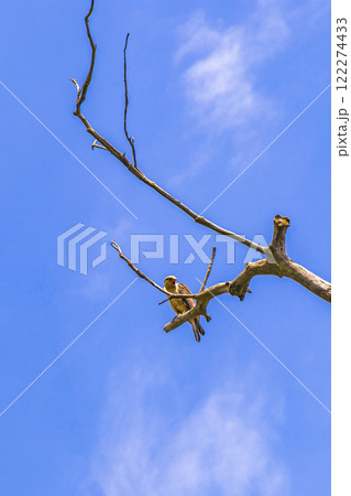 Colorful bird on tree natural tropical jungle Brazil. 122274433