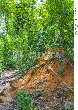 Ant and termite mound jungle forest Ilha Grande Brazil. 122274435
