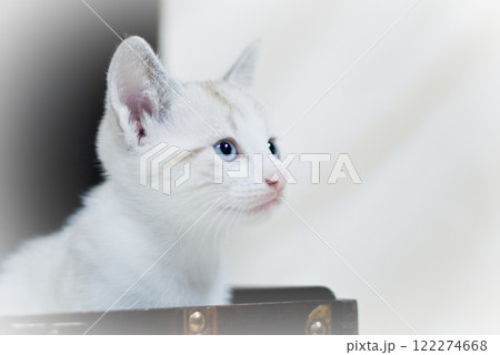 Cat Cat 122274668