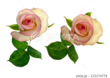 Beautiful roses Beautiful roses 122274778