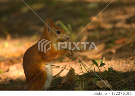 Close-up of a red squirrel digging in the ground, surrounded by soft natural light and earthy tones. The squirrel's vibrant fur and curious posture create a captivating wildlife moment. 122276196