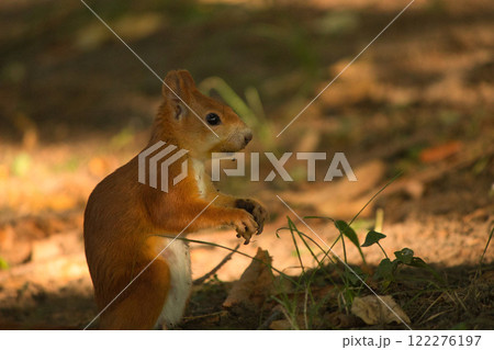 Close-up of a red squirrel digging in the ground, surrounded by soft natural light and earthy tones. The squirrel's vibrant fur and curious posture create a captivating wildlife moment. 122276197