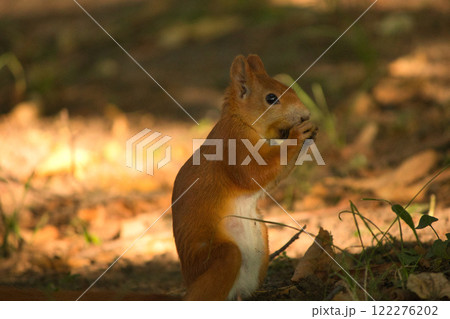 Close-up of a red squirrel digging in the ground, surrounded by soft natural light and earthy tones. The squirrel's vibrant fur and curious posture create a captivating wildlife moment. 122276202
