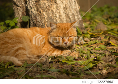 A serene ginger cat relaxing on a bed of fallen leaves on a sunny autumn day. A serene ginger cat relaxing on a bed of fallen leaves on a sunny autumn day. 122276681