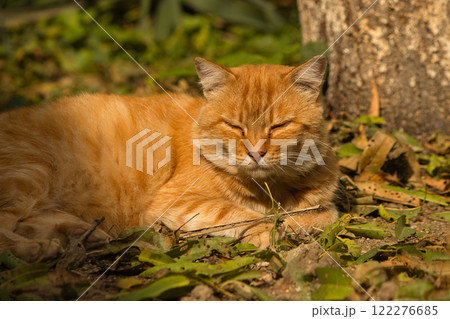 A serene ginger cat relaxing on a bed of fallen leaves on a sunny autumn day. A serene ginger cat relaxing on a bed of fallen leaves on a sunny autumn day. 122276685