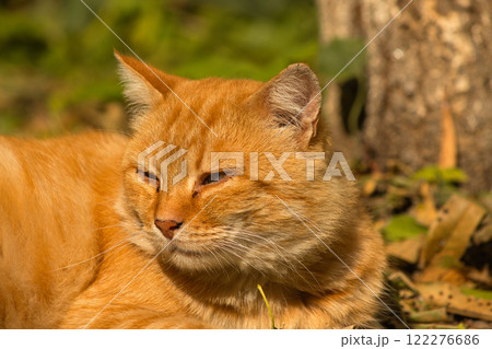 A serene ginger cat relaxing on a bed of fallen leaves on a sunny autumn day. 122276686