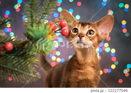 Portrait of a red kitten with a Christmas tree. Abyssinian kitten celebrates the new year Portrait of a red kitten with a Christmas tree. Abyssinian kitten celebrates the new year 122277046