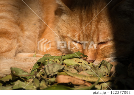 A serene ginger cat relaxing on a bed of fallen leaves on a sunny autumn day. 122277092