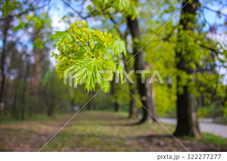 Deciduous tree alley with fresh young foliage in a spring park. A branch of a maple tree with new leaves. Revival of nature. Springtime forest, woods. 122277277