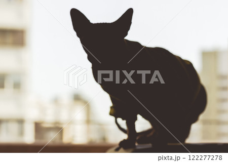 A hairless Sphynx cat silhouette against window. Pet at home. Portrait of a cat in a home interior. Sphinx kitty Domestic animal indoors on a sill. 122277278