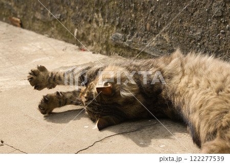 A fluffy tabby cat lounging on a concrete surface under the warm sunlight.  122277539