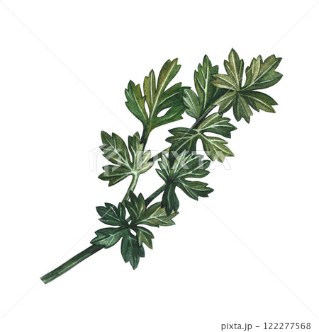 Celery or parsley. A watercolor-drawn illustration. An image of spicy greens. she stands out in the background. Perfect for menus, recipe books, packages, labels, and more. 122277568