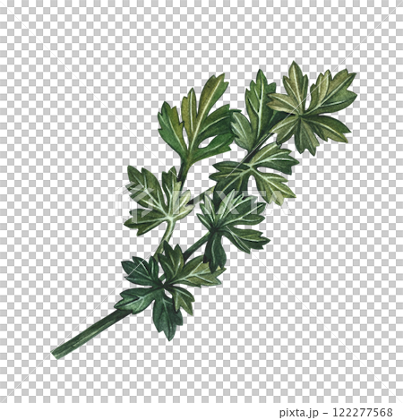 Celery or parsley. A watercolor-drawn illustration. An image of spicy greens. she stands out in the background. Perfect for menus, recipe books, packages, labels, and more. 122277568
