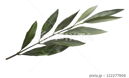 olive tree branch on white background 122277608