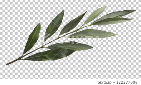 olive tree branch on white background 122277608