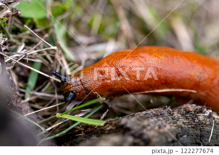 The Spanish slug is an air-breathing land slug. The Spanish slug is an air-breathing land slug. 122277674