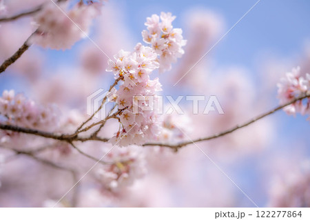【桜素材】桜と青空【長野県】 122277864